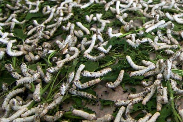 怎样养蚕赚钱多?