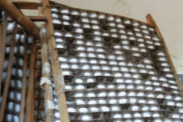 怎样养蚕赚钱多?