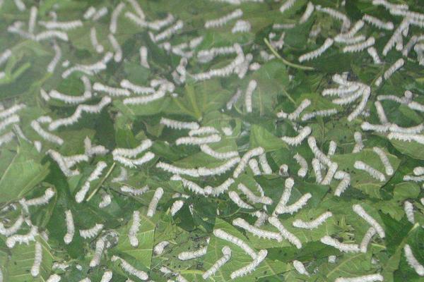 怎样养蚕赚钱多?