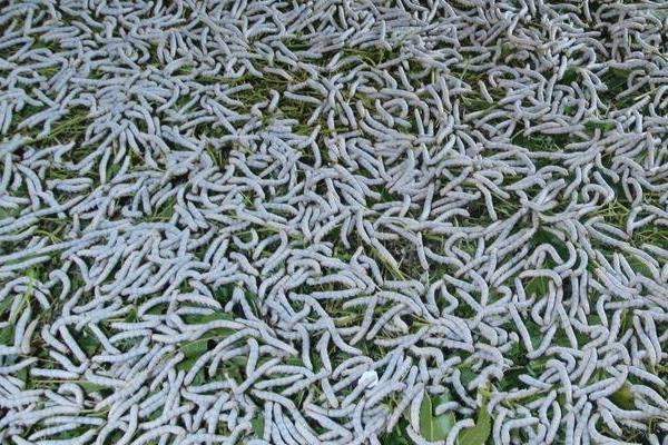 怎样养蚕赚钱多?