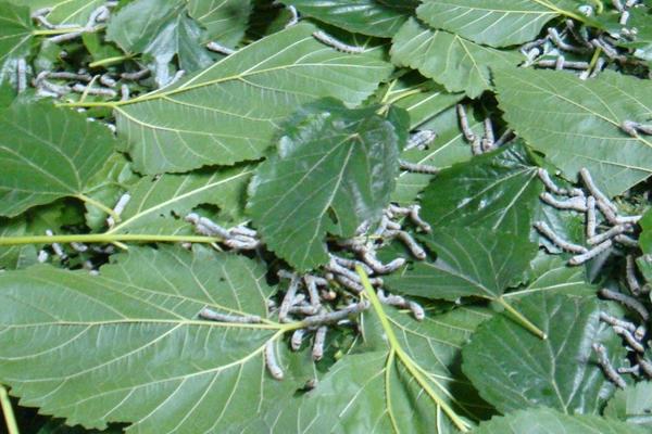 怎样养蚕赚钱多?