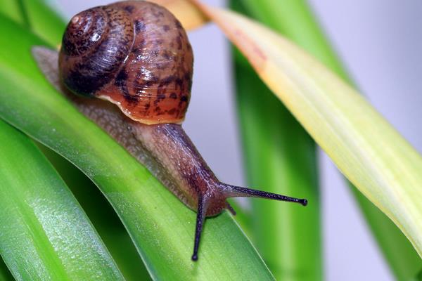 蜗牛有多少颗牙齿?