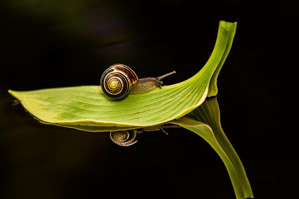 蜗牛有多少颗牙齿?