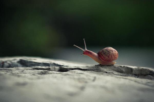 蜗牛有多少颗牙齿?