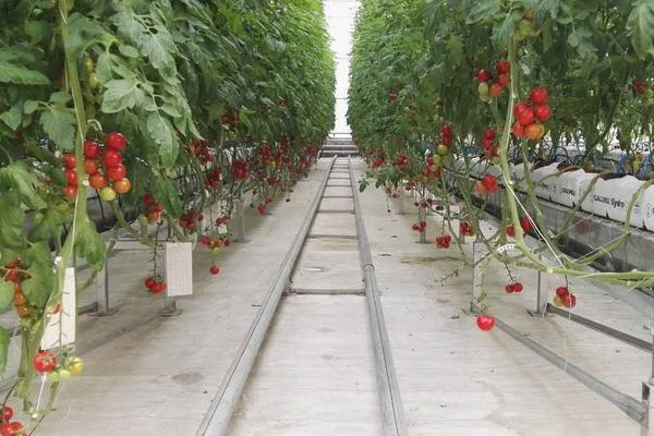 什么是“富碳农业”?一种全新的农业理念和模式