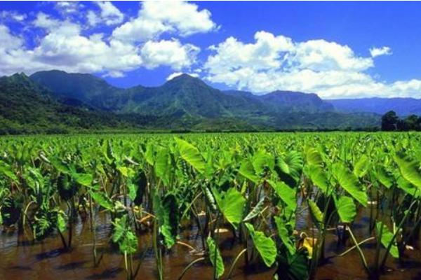 什么是“富碳农业”?一种全新的农业理念和模式