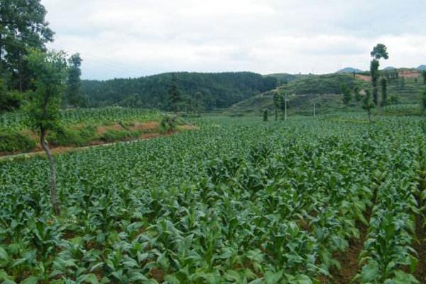 什么是“富碳农业”?一种全新的农业理念和模式