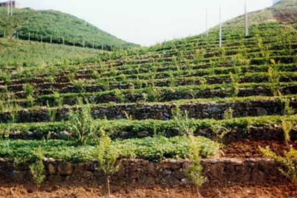 什么是“富碳农业”?一种全新的农业理念和模式