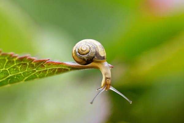 蜗牛用什么呼吸?