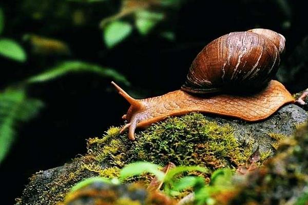 蜗牛用什么呼吸?