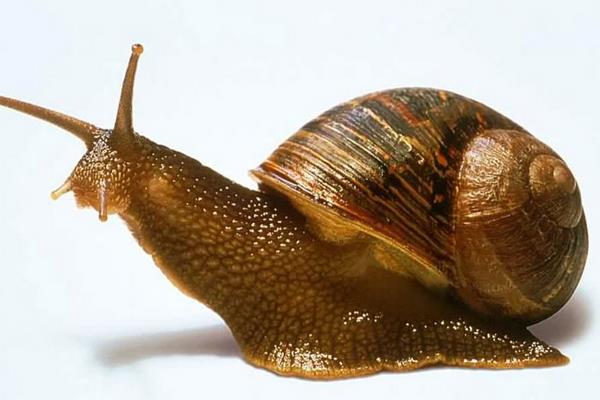 蜗牛用什么呼吸?