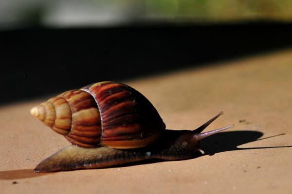 蜗牛用什么呼吸?