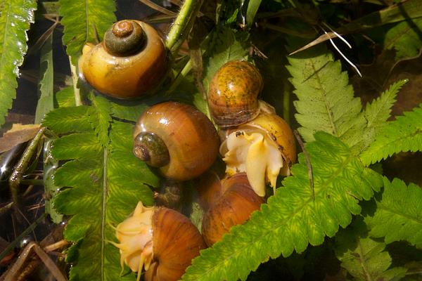 蜗牛用什么呼吸?