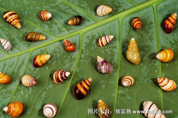 蜗牛用什么呼吸?