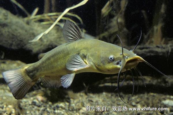 江团鱼和鲶鱼的区别是什么?