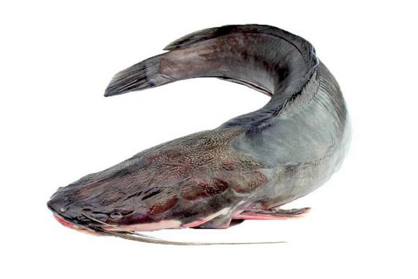 江团鱼和鲶鱼的区别是什么?