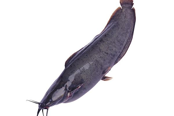 江团鱼和鲶鱼的区别是什么?