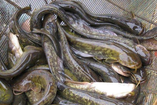 江团鱼和鲶鱼的区别是什么?