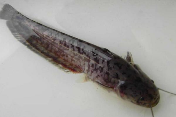 江团鱼和鲶鱼的区别是什么?