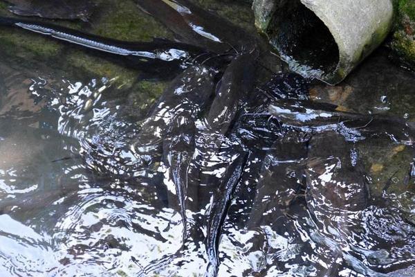 江团鱼和鲶鱼的区别是什么?