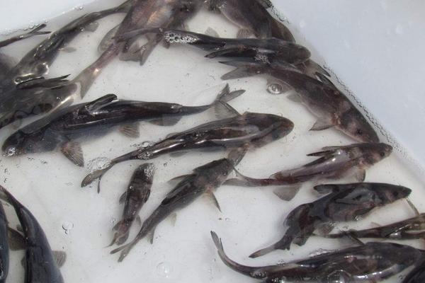 江团鱼和鲶鱼的区别是什么?