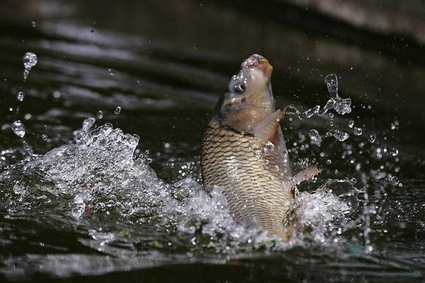 鲤鱼怎么钓?用什么饵料钓鲤鱼好?