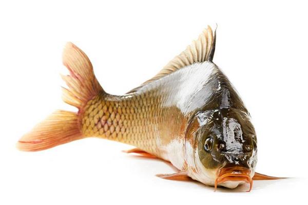 鲤鱼怎么钓?用什么饵料钓鲤鱼好?