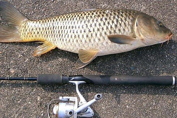 鲤鱼怎么钓?用什么饵料钓鲤鱼好?