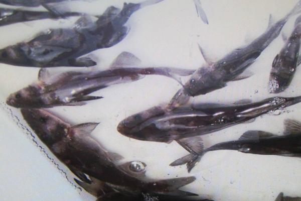 江团鱼和鲶鱼的区别是什么?