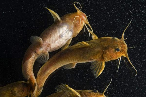 江团鱼和鲶鱼的区别是什么?