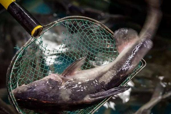 江团鱼和鲶鱼的区别是什么?