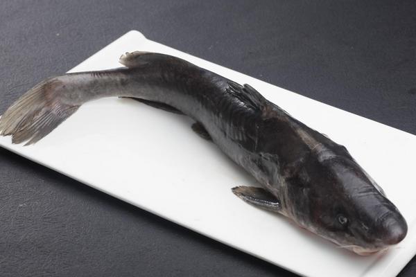 江团鱼和鲶鱼的区别是什么?