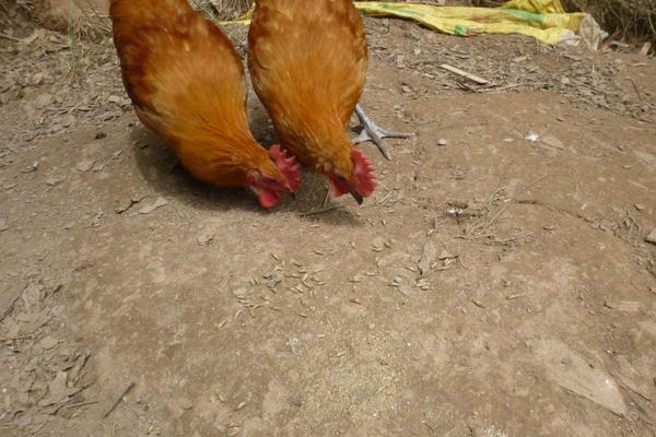 如何用鸡粪养蝇蛆?