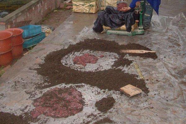 如何用鸡粪养蝇蛆?