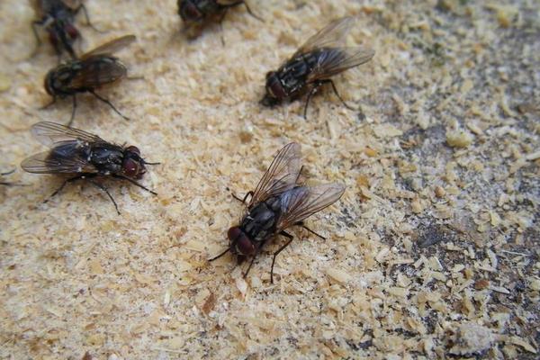 如何用鸡粪养蝇蛆?