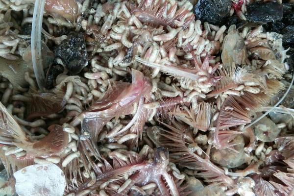 如何用鸡粪养蝇蛆?