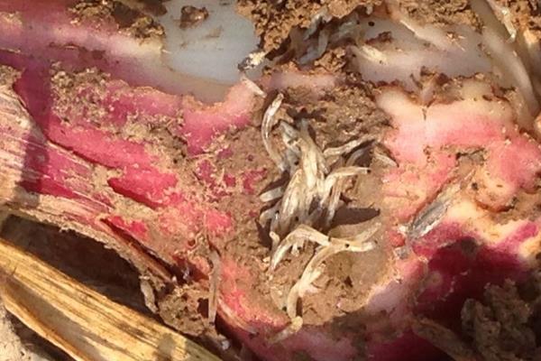 如何用鸡粪养蝇蛆?