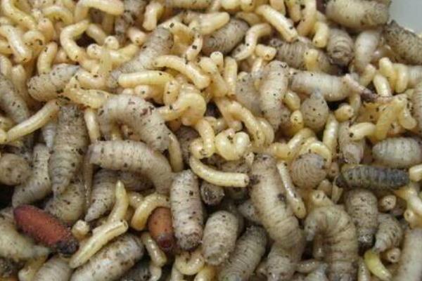 牛粪可以养蝇蛆吗?