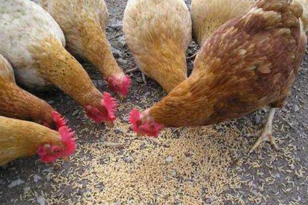 牛粪可以养蝇蛆吗?