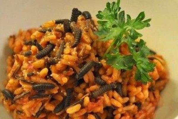 牛粪可以养蝇蛆吗?