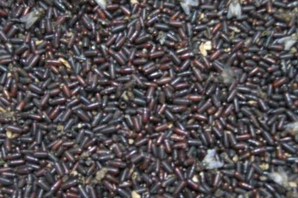 牛粪可以养蝇蛆吗?