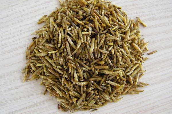 干蝇蛆多少钱一斤?