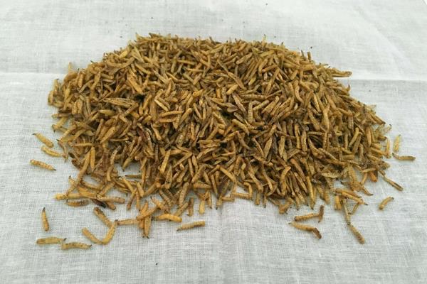 干蝇蛆多少钱一斤?