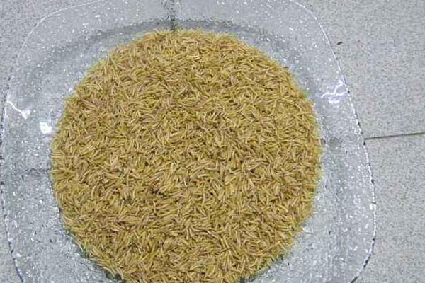 干蝇蛆多少钱一斤?