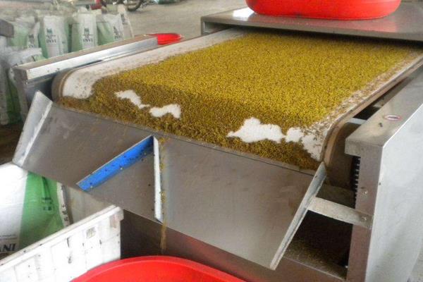 干蝇蛆多少钱一斤?