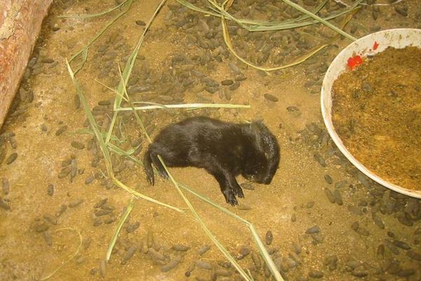 蝇蛆的用途有哪些?