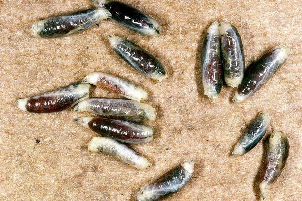 蝇蛆的用途有哪些?