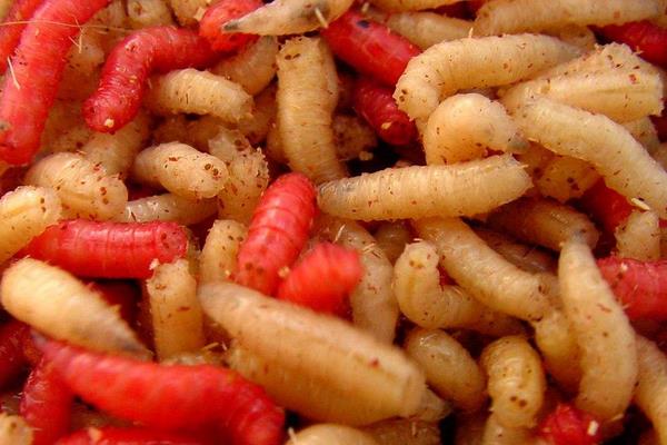 蝇蛆的用途有哪些?