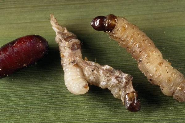 蝇蛆的用途有哪些?