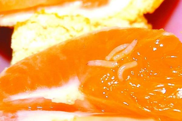 蝇蛆的用途有哪些?